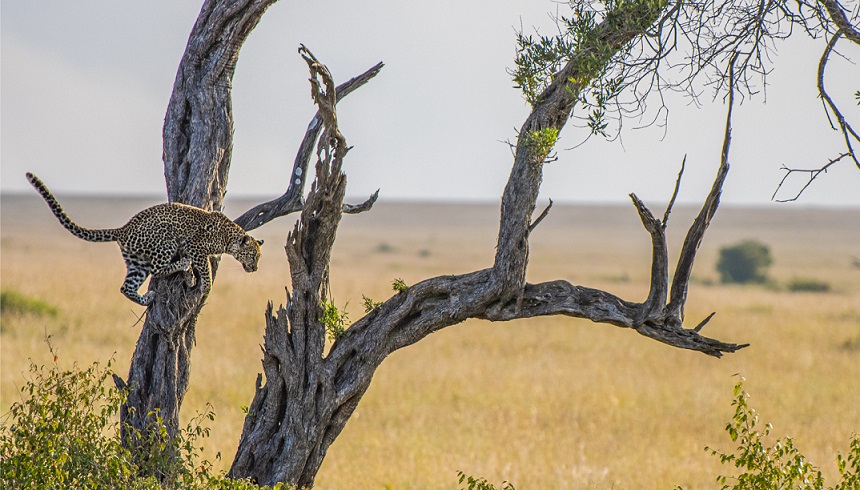 A photograph of a leopard jumping out of a tree